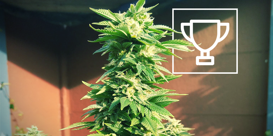 ZAMNESIA SEEDS - WHITE WIDOW: PALKINTOJA KAHMINUT ”COFFEESHOP-KUNINGAS”