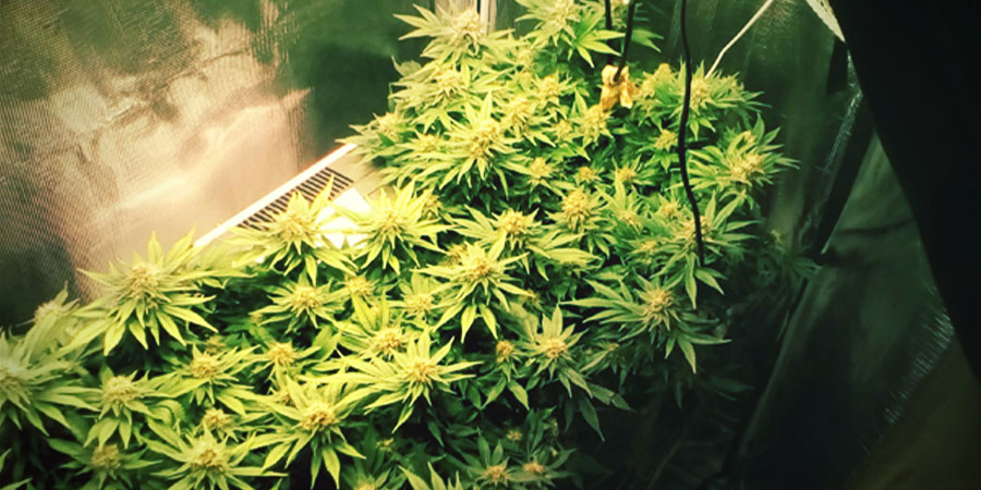 White Widow – kuuluisa kannabisikoni