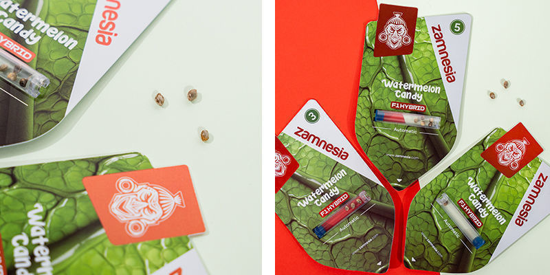 Watermelon Candy F1 Autoflower (Zamnesia Seeds) Feminisoidut Watermelon Candy F1 Autoflower (Zamnesia Seeds) Feminized