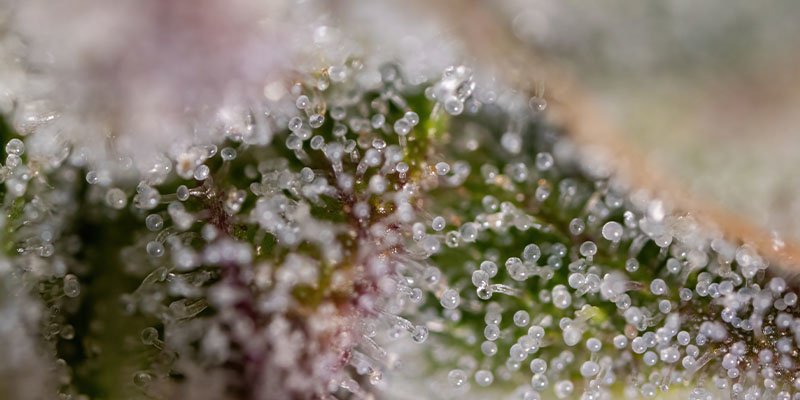 Watermelon Candy F1 Zamnesia Seeds Watermelon Candy F1 Zamnesia Seeds