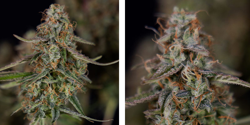 Watermelon Candy F1 Autoflower (Zamnesia Seeds) Feminisoidut Watermelon Candy F1 Autoflower (Zamnesia Seeds) Feminized