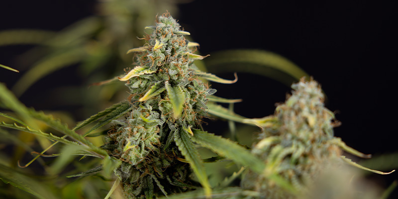 Green Crack F1 Autoflower (Zamnesia Seeds) Feminisoidut Green Crack F1 Autoflower (Zamnesia Seeds) Feminisoidut
