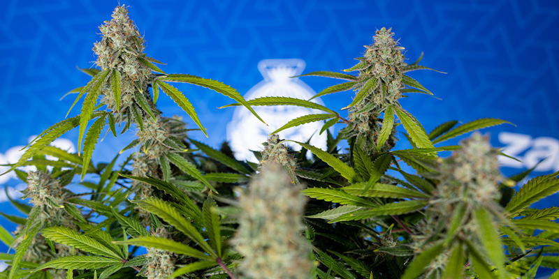 Green Crack F1 Autoflower (Zamnesia Seeds) Feminisoidut Green Crack F1 Autoflower (Zamnesia Seeds) Feminisoidut