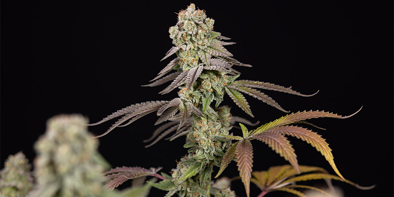 LA Kush Cake kukinto
