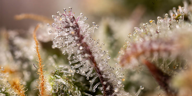 LA Kush Cake trikomit