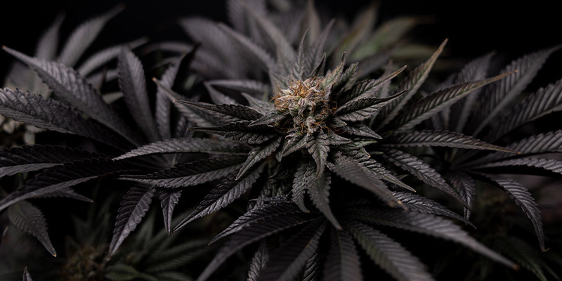 Black Diamond (Zamnesia Seeds) Black Diamond (Zamnesia Seeds)