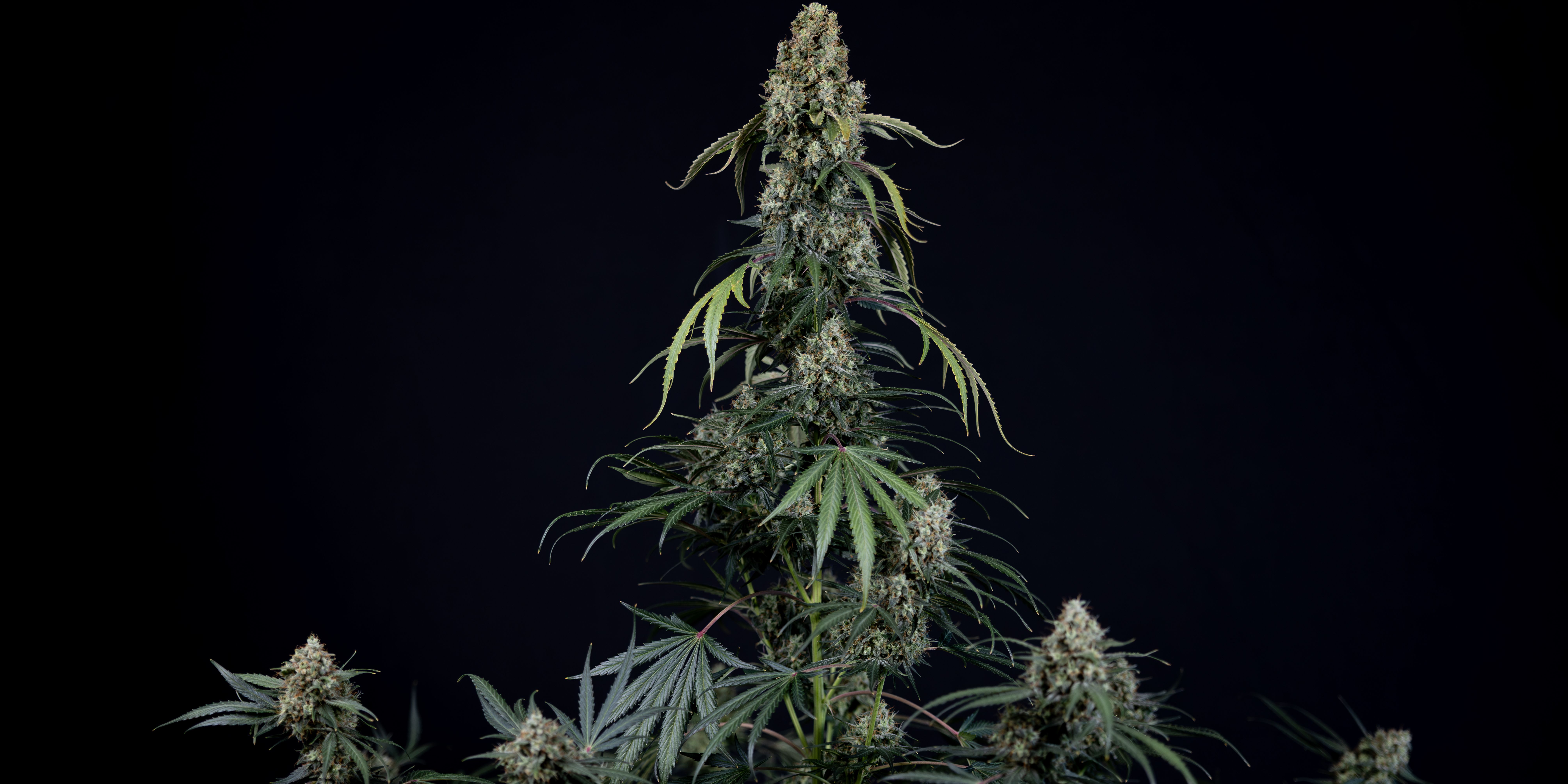 King Louis Auto
