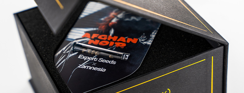 Afghan Noirin genetiikka: Afghani x Sirius Black Afghan Noirin genetiikka: Afghani x Sirius Black