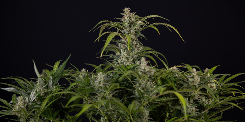 Northern Lights Autoflower (Zamnesia Seeds) Feminisoidut Northern Lights Autoflower (Zamnesia Seeds) Feminisoidut