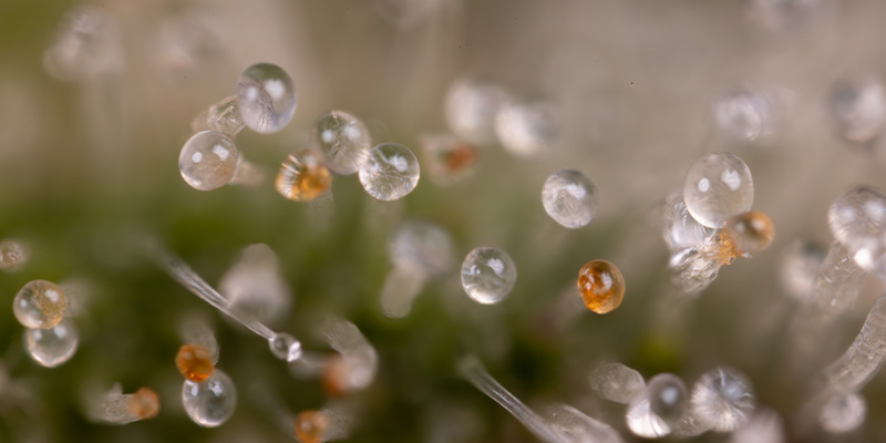 Northern Lights Autoflower (Zamnesia Seeds) Feminisoidut Northern Lights Autoflower (Zamnesia Seeds) Feminisoidut