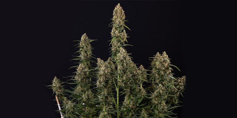 Sticky Beast Autoflower (Zamnesia Seeds) Feminisoidut