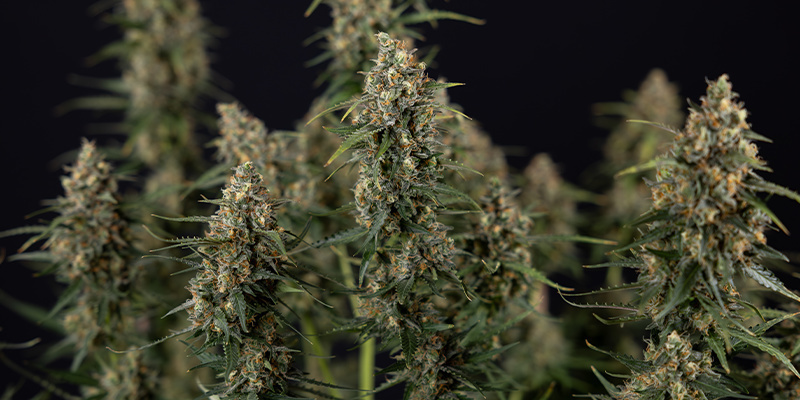 Sticky Beast Autoflower (Zamnesia Seeds) Feminisoidut