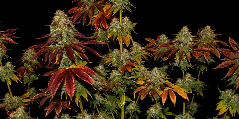 Bruce Banner 3 - Zamnesia Seeds Bruce Banner 3 - Zamnesia Seeds
