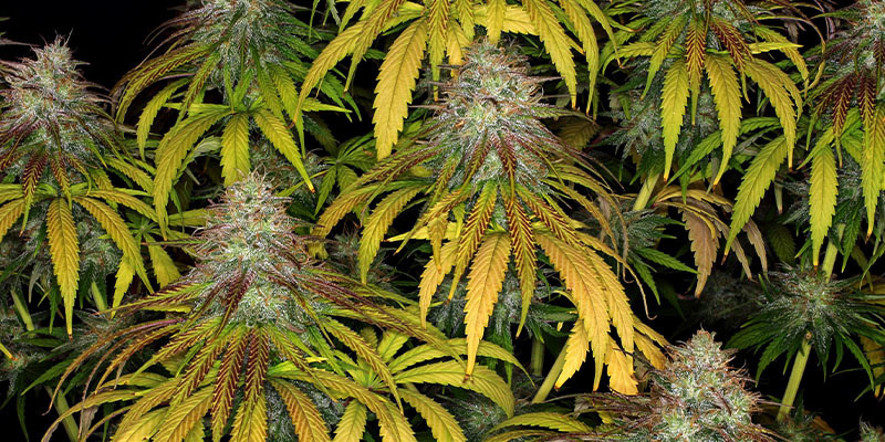 Larry Bird Kush – Zamnesia Seeds
