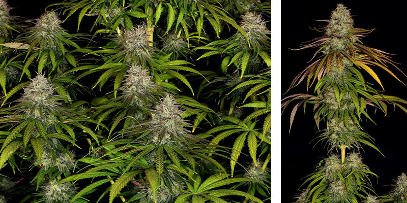 Larry Bird Kush – Zamnesia Seeds