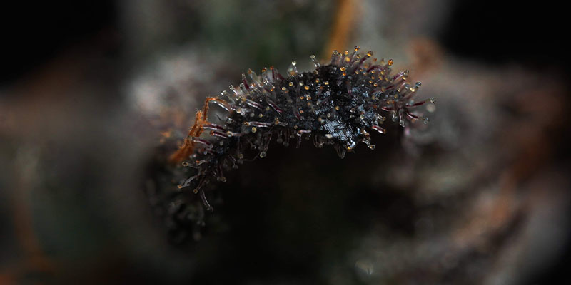 Pink Rozay (Zamnesia Seeds) Pink Rozay (Zamnesia Seeds)