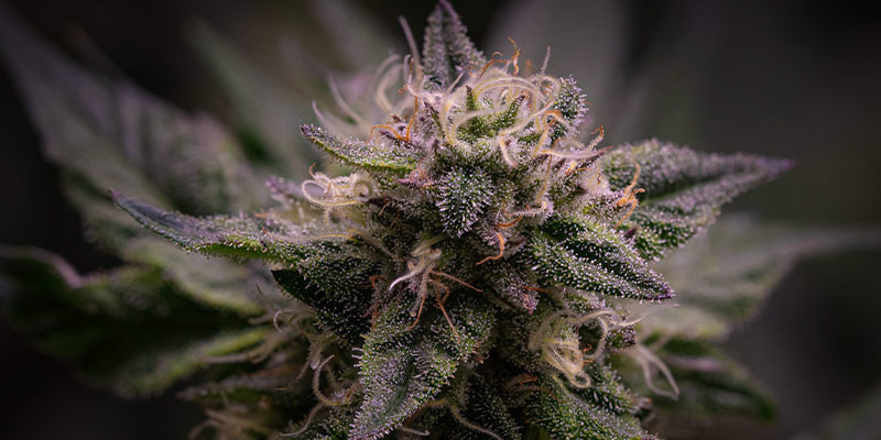 Pink Rozay (Zamnesia Seeds) Pink Rozay (Zamnesia Seeds)