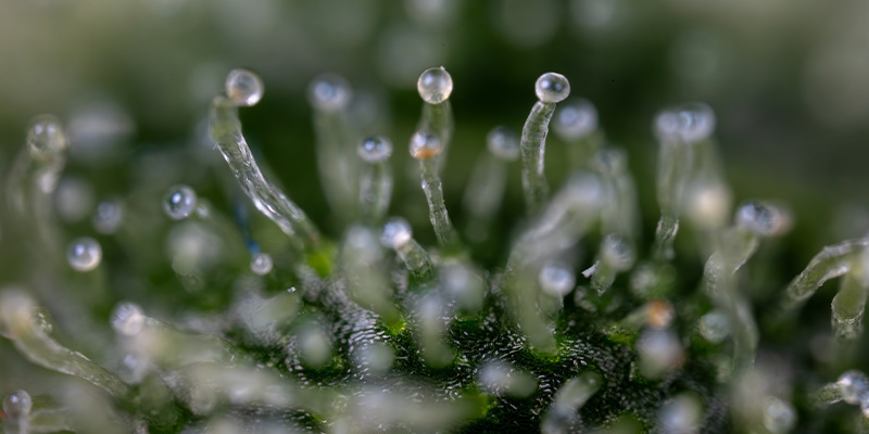 Purple Haze Autoflower (Zamnesia Seeds) Feminisoidut Purple Haze Autoflower (Zamnesia Seeds) Feminisoidut