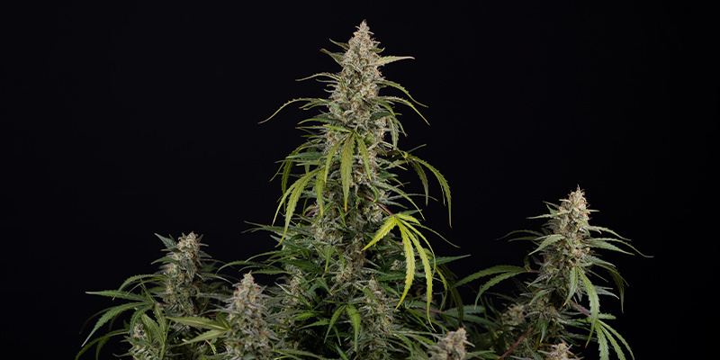 Purple Haze Autoflower (Zamnesia Seeds) Feminisoidut Purple Haze Autoflower (Zamnesia Seeds) Feminisoidut