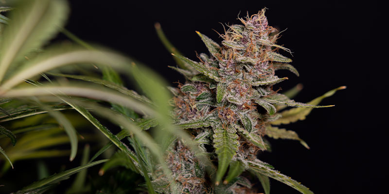 Black Orchid Autoflower (Zamnesia Seeds)