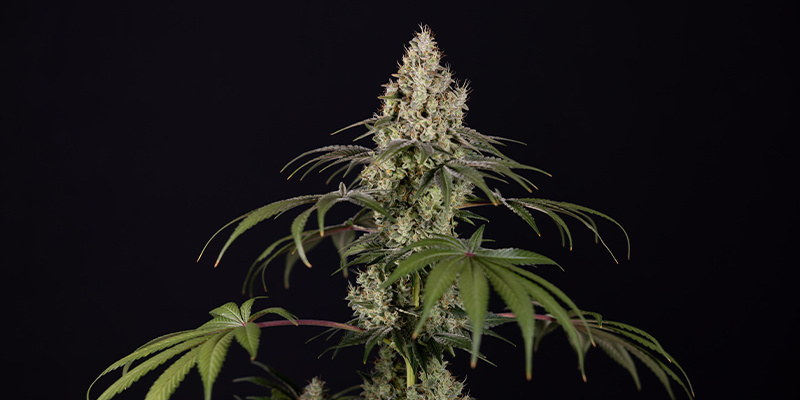 Runtz Autoflower (Zamnesia Seeds) Feminisiodut Runtz Autoflower (Zamnesia Seeds) Feminized