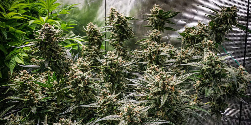 Runtz Autoflower - Zamnesia Seeds