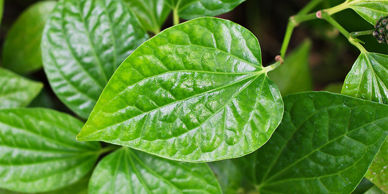 Kratom-tee vs. kava Kratom-tee vs. kava