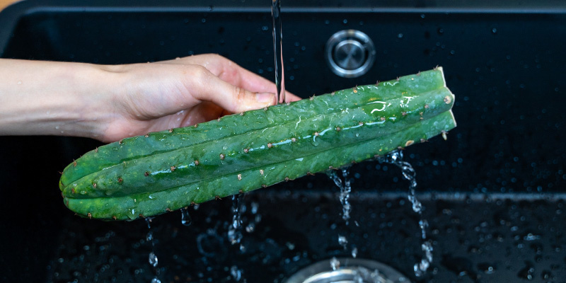 Puhdista kaktus Clean the cactus