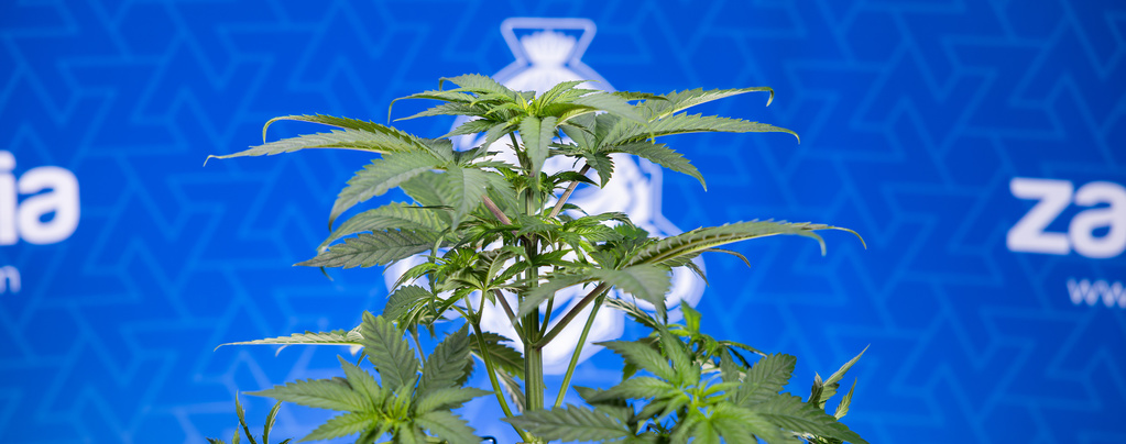 Miksi kannabiksen lehdet käpristyvät alaspäin?