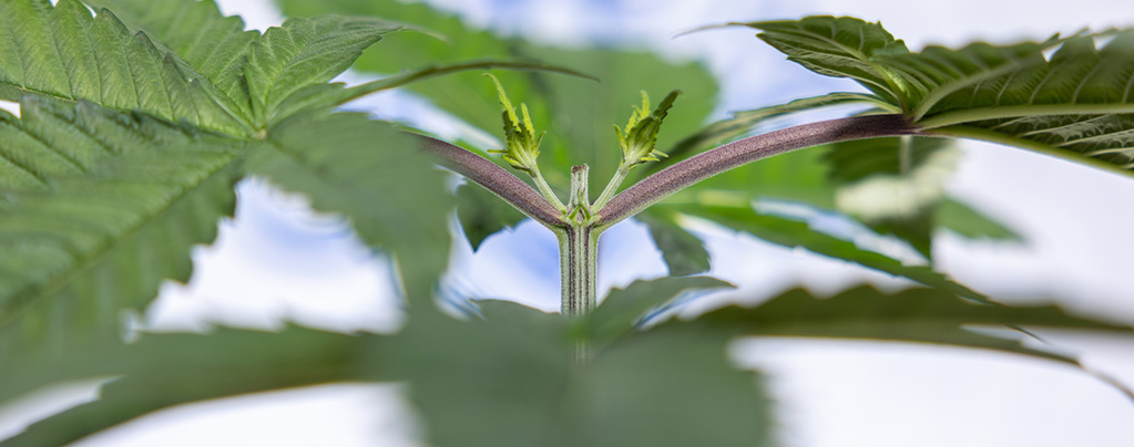 Autoflower-lajikkeiden latvonnalla suurempi sato: mitä sinun kannattaa tietää