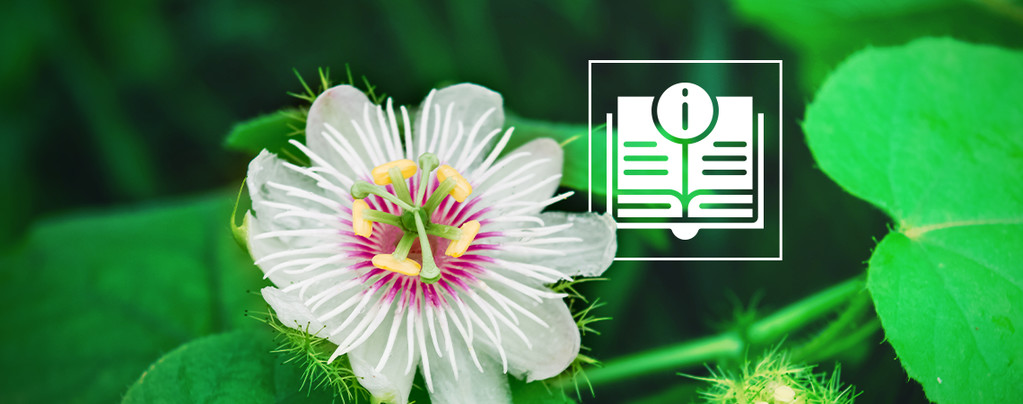 Passionflower: Kaikki, mitä sinun tulee tietää