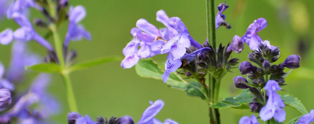 Skullcap: Kaikki mitä sinun tulee tietää