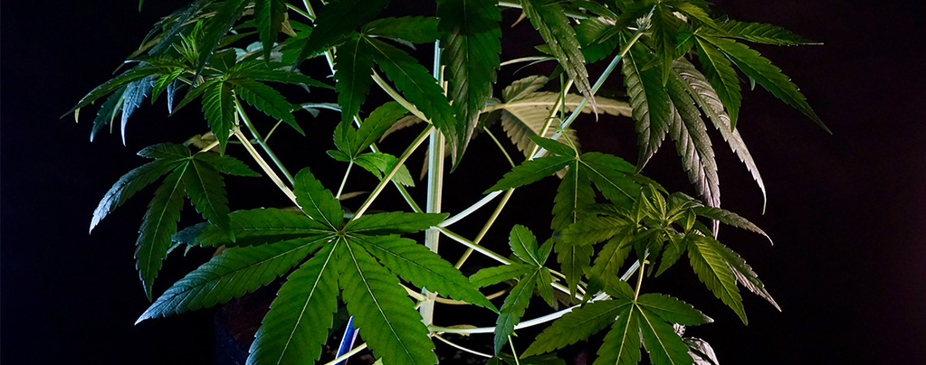 Mitä cannabis indica on?