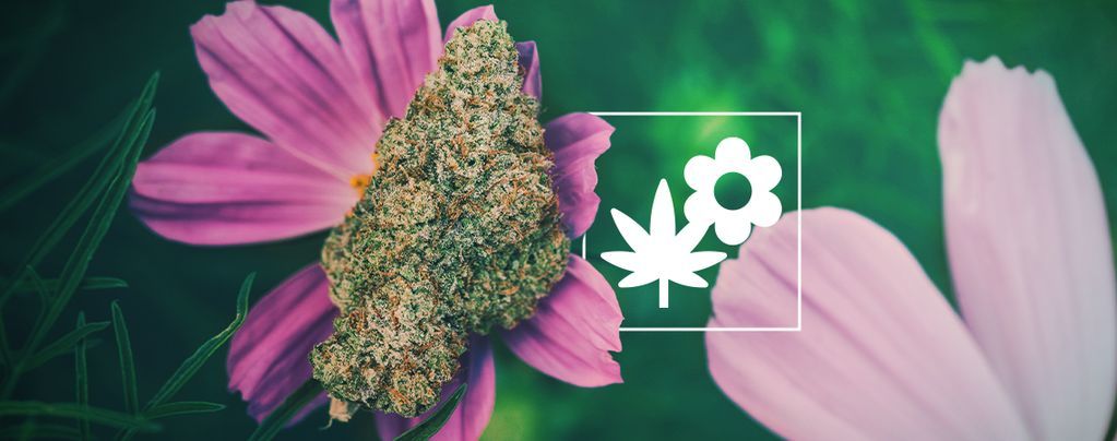 Kuinka kasvatat kannabista paremmin kumppanikasvien avulla