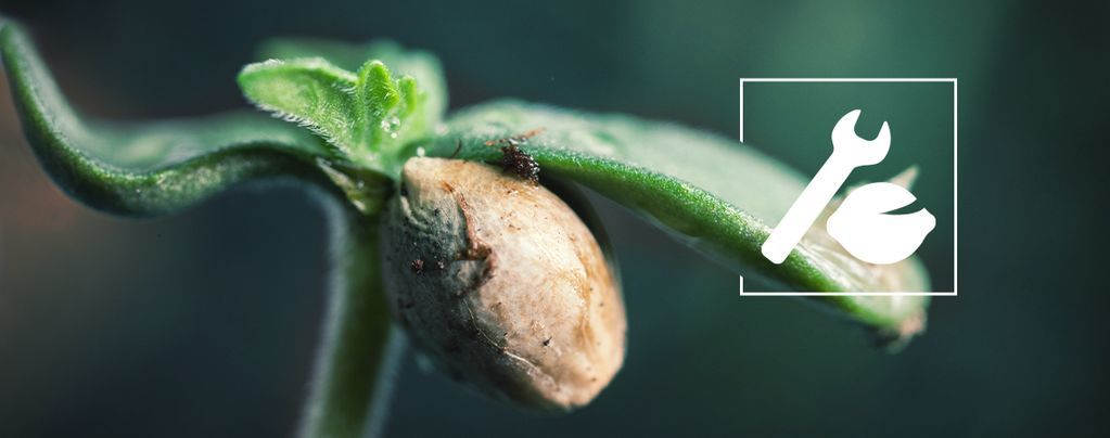 Kannabiksen siementen itämisongelmien vianetsintä