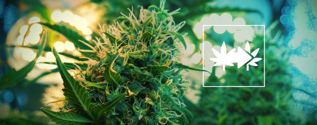 Paras tapa kloonata kannabiskasveja