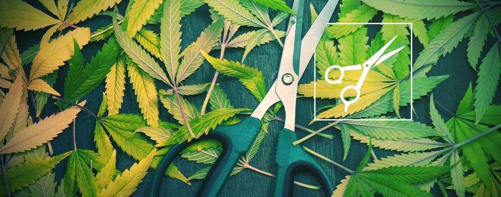Leikkaaminen (pruning): kaikki, mitä sinun on hyvä tietää