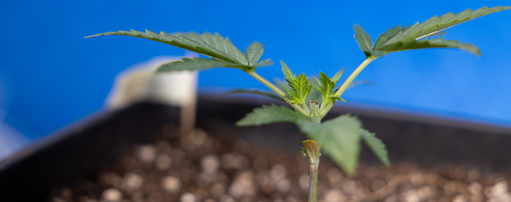 Kannabiksen latvuksen katkaisu (topping): kaikki mitä sinun tulee tietää