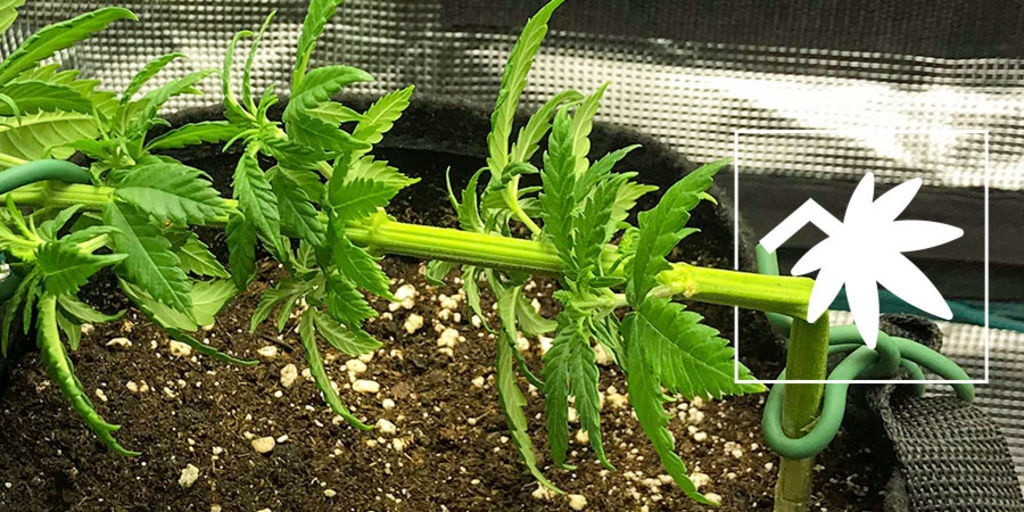 Kannabiksen supercropping: kaikki, mitä sinun tulee tietää