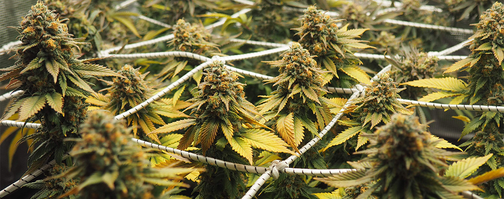 Kannabiksen kasvuston hallinta ScrOG-tekniikalla: kattava opas maksimaaliseen satoon