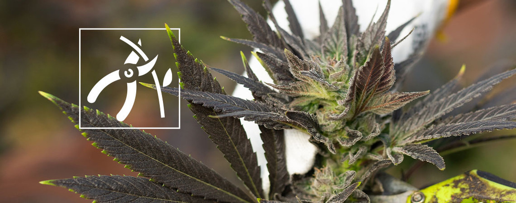 Kuinka korjata kannabiskasvit