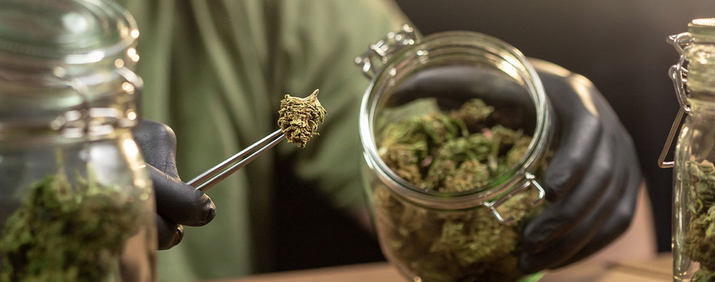 Kuinka säilyttää kannabis oikein