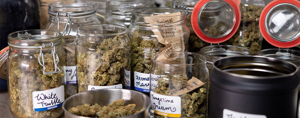 Kuinka kuivata ja kypsyttää kannabis oikein