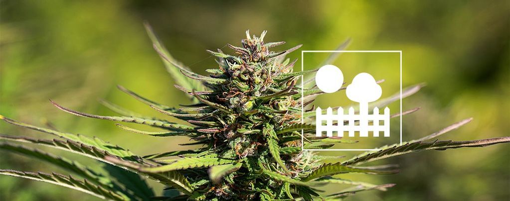 Kannabiksen kasvattaminen puutarhassa tai pihalla