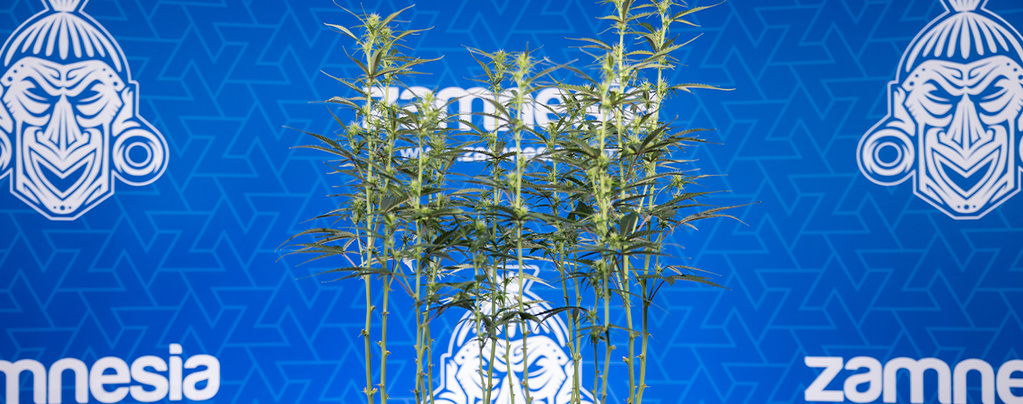 Kannabiksen defoliaatio: kaikki, mitä sinun tulee tietää