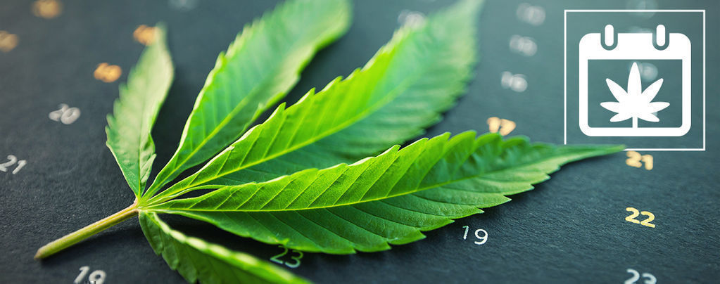 Zamnesian ulkokannabiksen kasvatuskalenteri