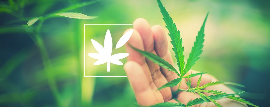Kaikki kannabiskasvin anatomiasta
