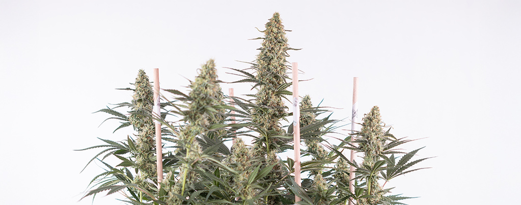Kuinka kasvattaa Autoflower-lajikkeita: täydellinen opas