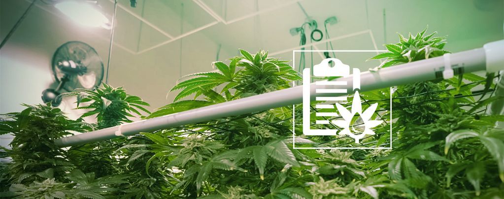 Erilaiset hydroponiset järjestelmät kannabiksen kasvatukseen