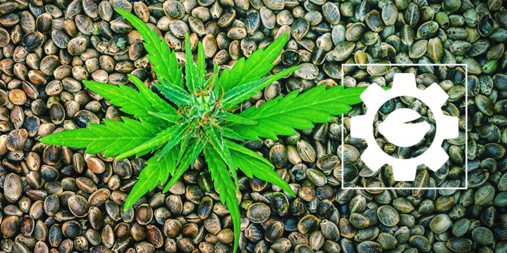 Mitä ovat autoflower-kannabiksen siemenet?
